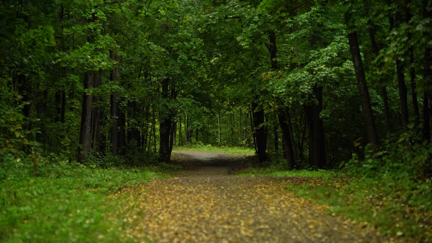 Shaded Woodland Path Beneath a Dense Green Canopy