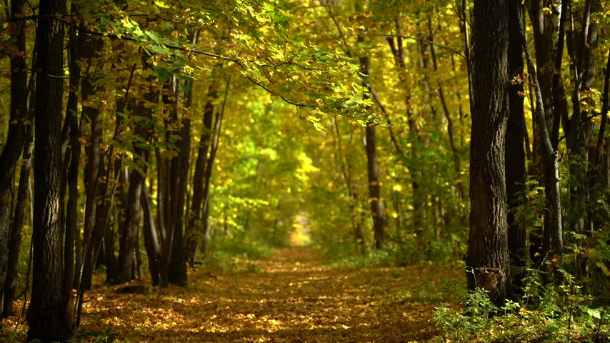 Golden Autumn Forest Path with Sunlit Overhanging Leaves