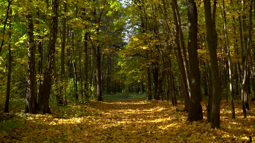 Autumn Woodland Trail Carpeted with Golden Leaves Between Tall Trees
