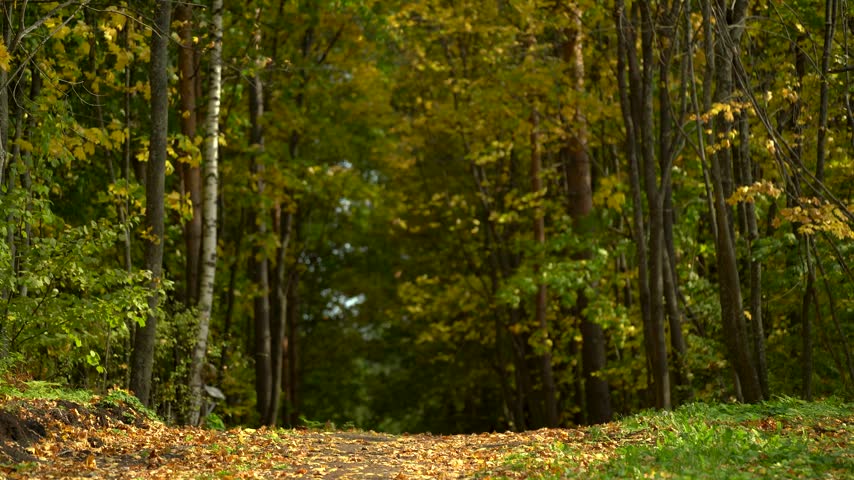 Low Angle View of an Autumn Forest Path Covered with Golden Leaves