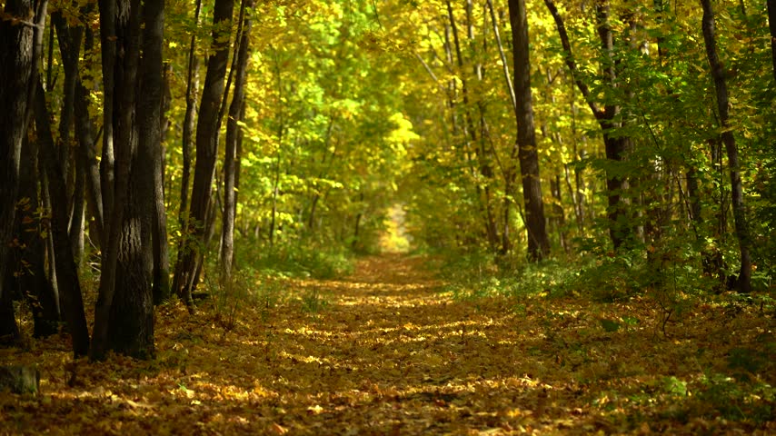 Golden Autumn Forest Trail with Fallen Leaves and Soft Sunlight
