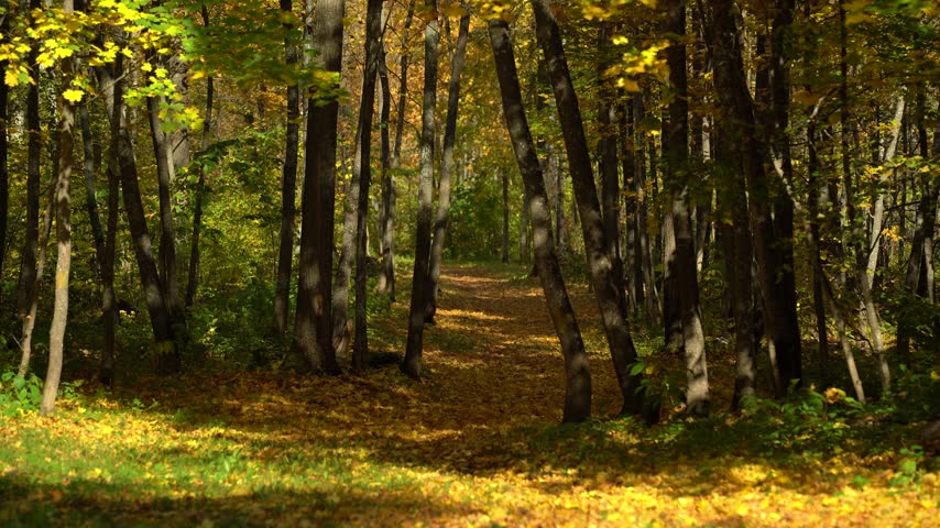 Winding Autumn Forest Trail Framed by Leaning Trees and Golden Leaves
