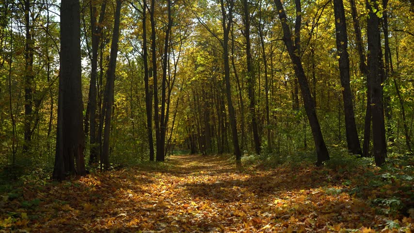 Autumn Leaves Covering a Forest Trail Between Tall Trees
