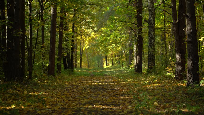 Shaded Autumn Forest Trail with Birch Trees and Dappled Sunlight