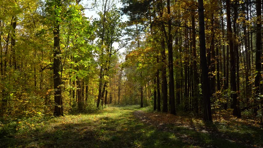Autumn Forest Trail Covered with Fallen Leaves in Dappled Sunlight