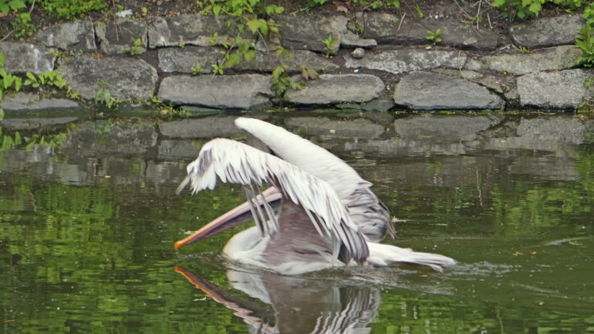 A large pelican spreads its wings while floating on calm water, creating a splash and clear reflection near a stone-lined bank