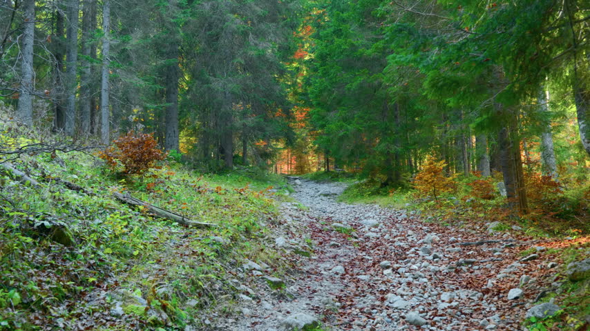 Forest trail mountain stones autumn leaves covering a hiking path in the alpine woodland. Scenic wilderness nature landscape with pine trees, handheld pan right.