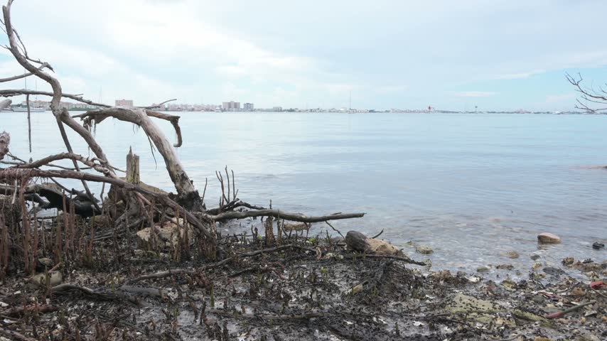 Driftwood-strewn shoreline in Gulfport, FL with exposed roots and rocks framing a distant city skyline beneath moody storm clouds, conveying solitude, coastal nature and the contrast between urban and natural environments.

