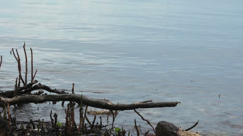 Driftwood-strewn shoreline in Gulfport, FL with exposed roots and rocks framing a distant city skyline beneath moody storm clouds, conveying solitude, coastal nature and the contrast between urban and natural environments.

