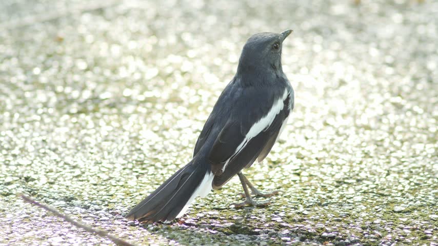 Adult Male Oriental Magpie Robin Standing on Gravel with Black and White Plumage