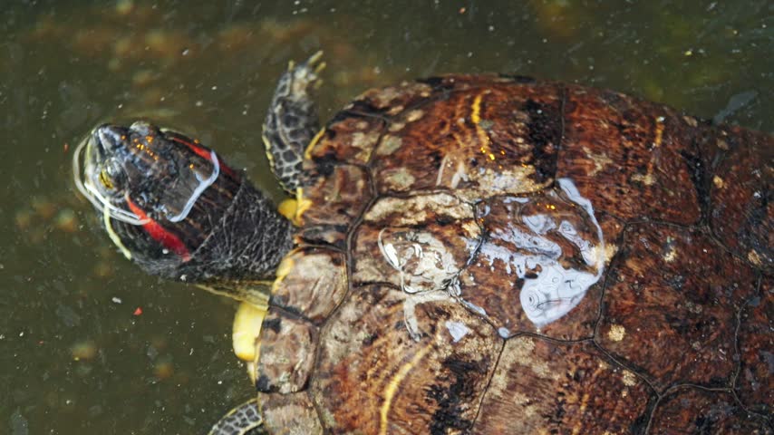Red-eared slider turtle swimming in shallow murky pond water, showing wet textured shell, patterned skin, and bright red ear markings