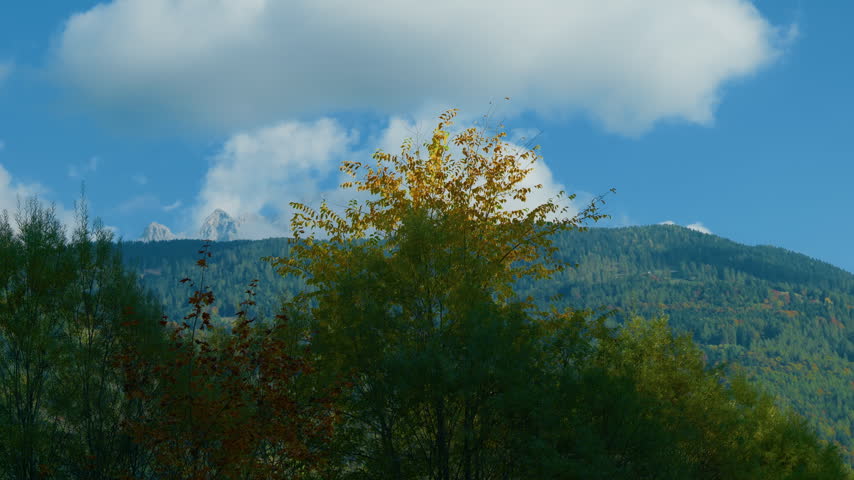 Alpine mountain autumn trees forest with golden yellow foliage under a blue sky with clouds. Handheld left to right pan shot of a beautiful wild scenic peak landscape.