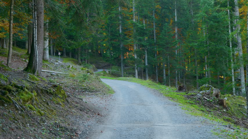 Forest road pine trees path winding through dense woods with autumn foliage background, handheld panning shot. Scenic gravel trail in alpine nature wilderness during daytime.