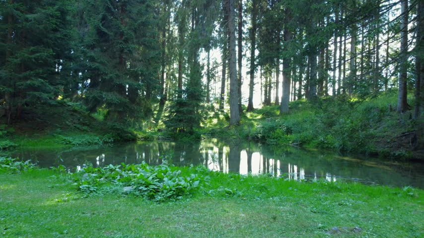 Drone forest pond lake reflection aerial shot flying forward over a quiet water spring in a green pine forest with sunlight filtering through conifer trees. Peaceful nature landscape.