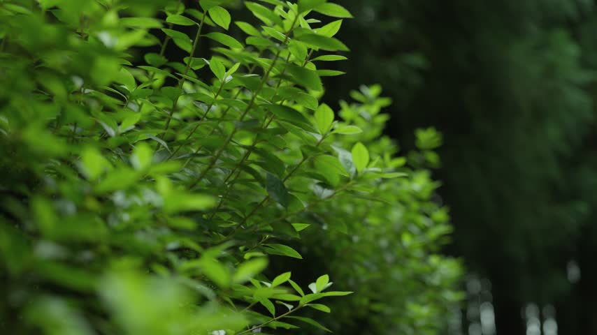 Close up of leafy green branches with the cedar forest blurred behind, near Lagoa do Canario on Sao Miguel in the Azores.