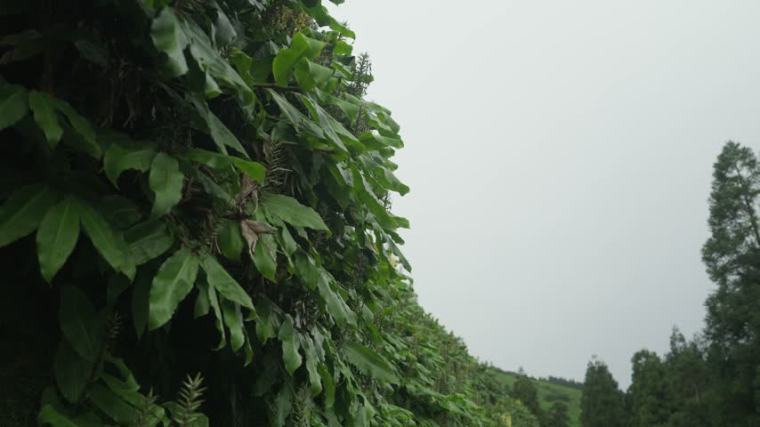 Low angle view of dense broad leaved shrubs and cedar trees along the Grota do Inferno trail on Sao Miguel under an overcast sky.