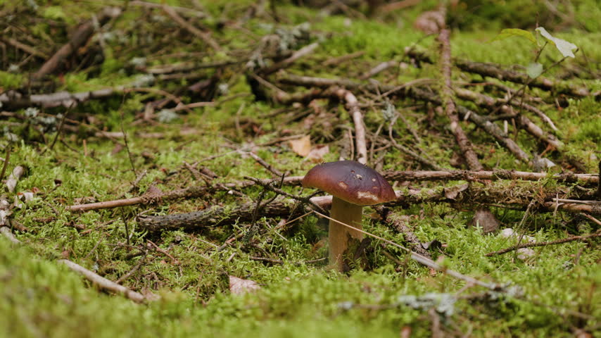 Medium shot capturing a boletus mushroom in its natural habitat, surrounded by tree roots, vibrant green grass, moss, and scattered dry branches.