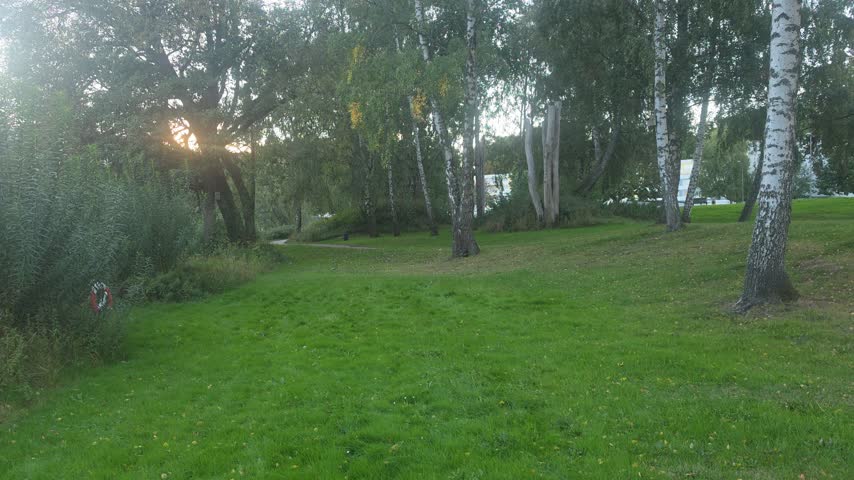 Lush green park lawn with birch trees and warm sunset light