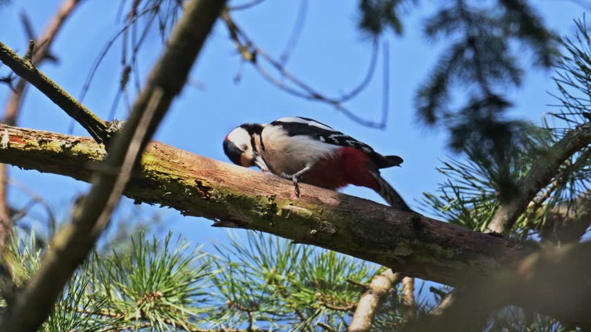 Great spotted woodpecker pecking a spruce cone on a branch