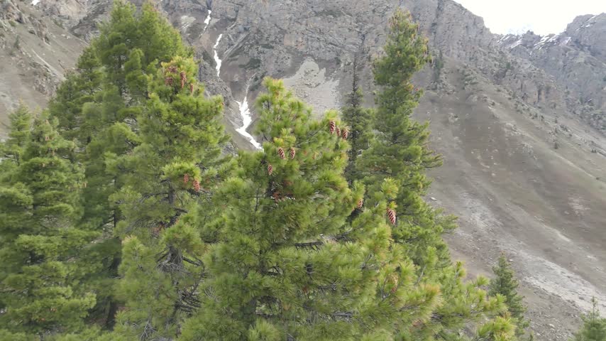 green pine trees full of brown cones on steep rocky mountain slope with snow capped peaks in background, conifer trees loaded with pinecones growing on rugged high altitude mountain ridge
