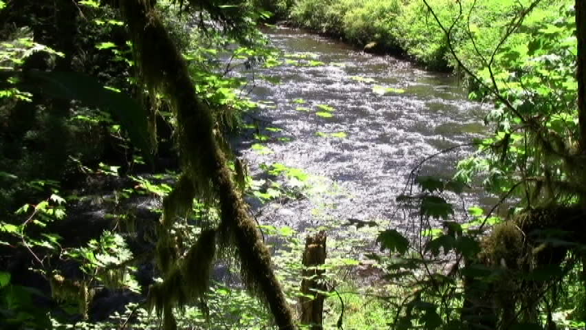 River In Woods