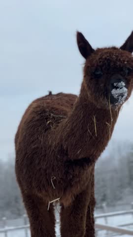 Brown alpaca standing in snowy field on winter farm, cute fluffy animal looking around, vertical video