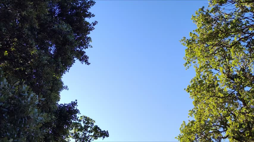 A huge tree at each end with different illumination
