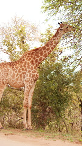 Close-up of a giraffe in the savannah of Kruger Park.