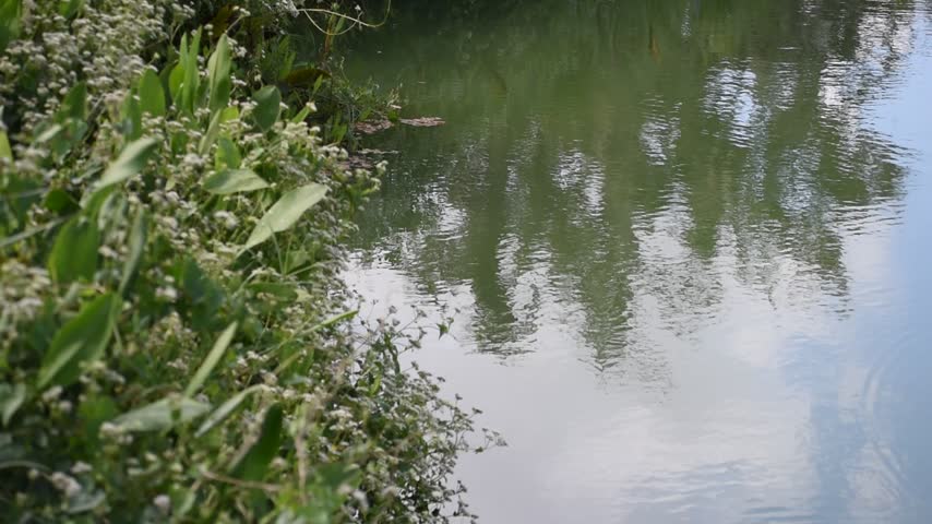 The fine ripples of water flowing on the surface of the tropical lake.