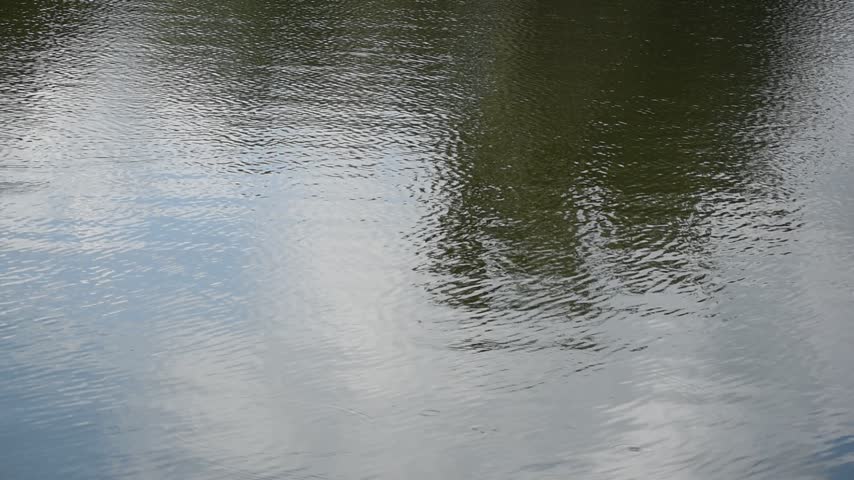 Ripples of waves forming on the surface of the shallow lake water with reflections of trees.