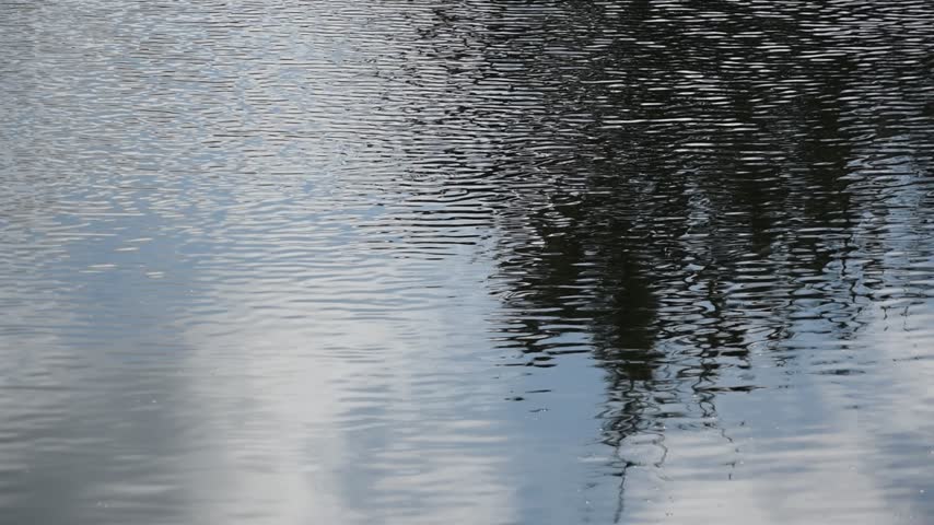 Ripples of waves forming on the surface of the shallow lake water with reflections of trees.