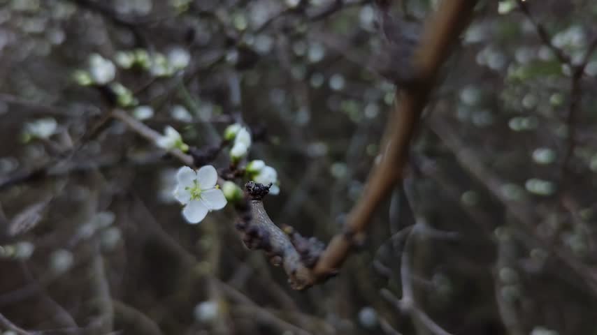 Blooming white flower accompanying some buds