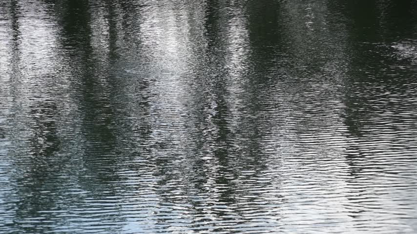Ripples of waves forming on the surface of the shallow lake water with reflections of trees.