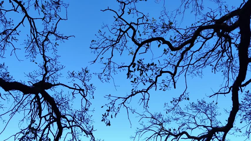 Branches of dark tone with the bright sky in the background