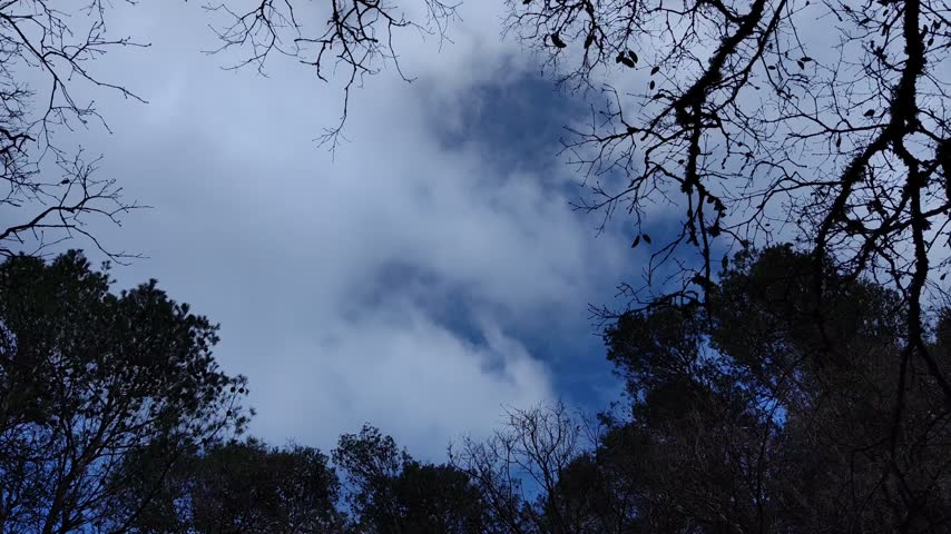 Clear in the sky left by the trees of the forest in which you can see the clouds
