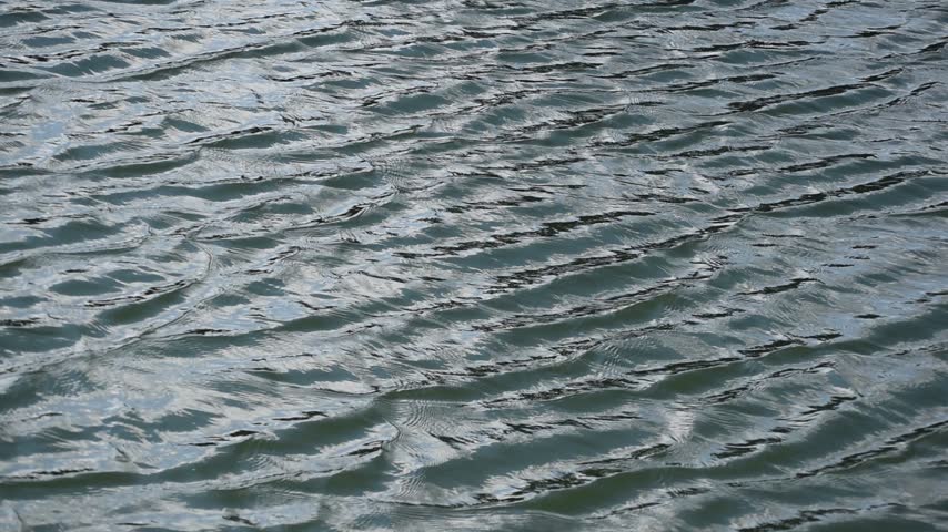 Ripples of waves forming on the surface of the shallow lake water.