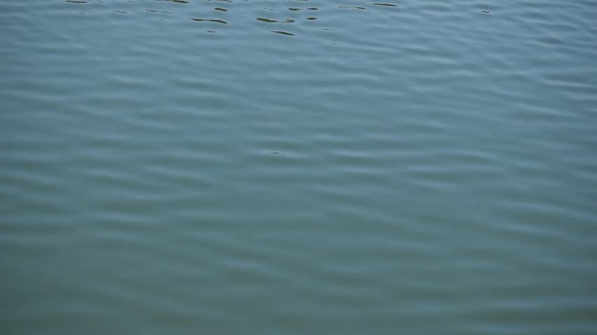 Ripples of waves forming on the surface of the shallow lake water.