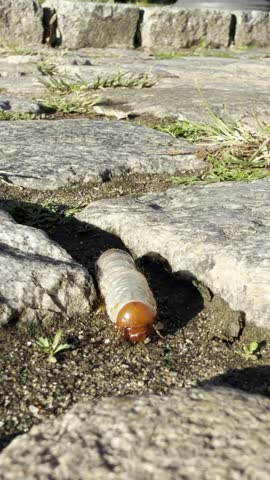 Close-up of a large beetle grub or larva crawling on the ground among grass and soil outdoors