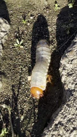 Close-up of a large beetle grub or larva crawling on the ground among grass and soil outdoors