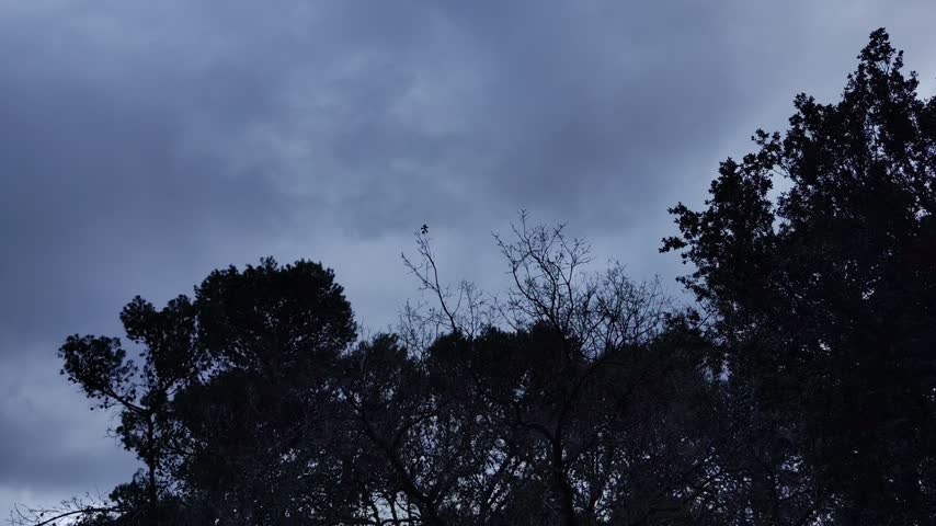 Dark trees with cloudy sky