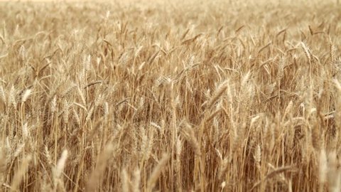 wheat field in summer