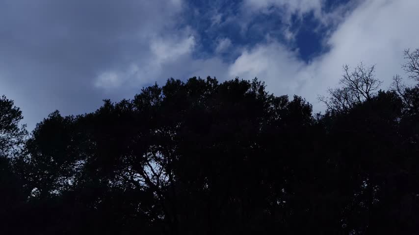 Large tree with dark leaves with clouds moving in the sky