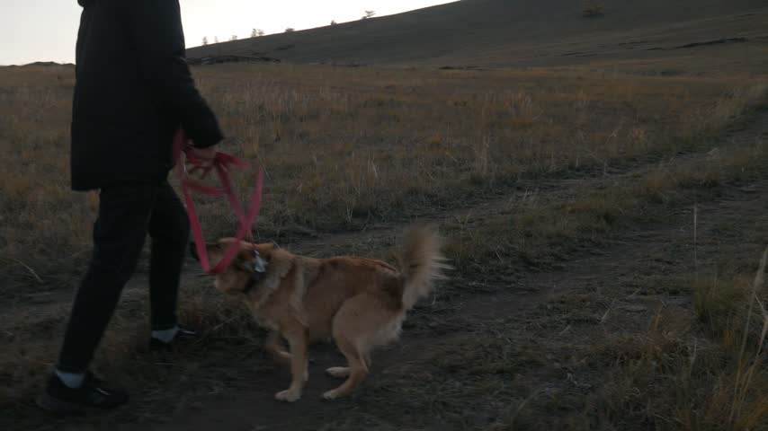 A happy dog with its tongue out runs energetically next to its owner in the autumn hills of Khakassia, Russia. The handheld camera tracks the animal from the side as it wags its tail along the grassy trail.