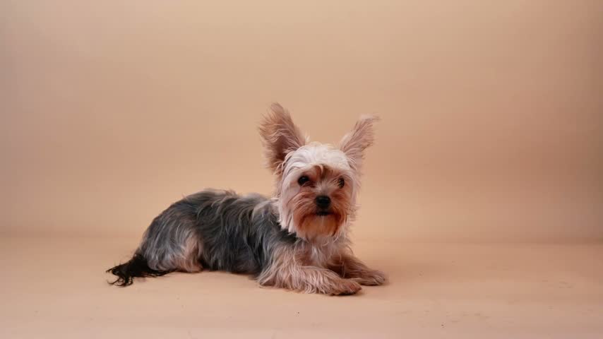 Cute purebred yorkshire terrier dog resting on a beige background and looking around the studio