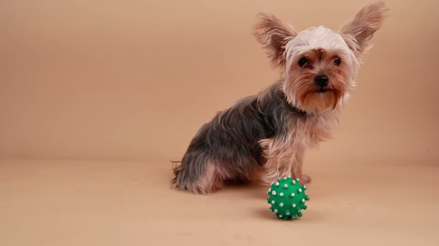 Cute and playful yorkshire terrier sitting and playing with a green toy ball on a beige background
