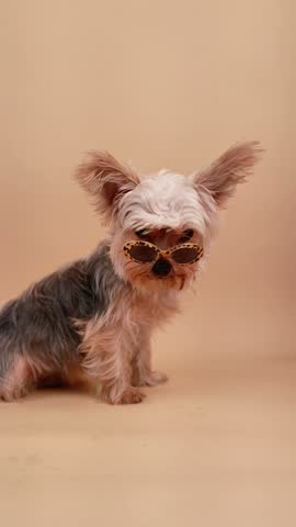 Cute yorkshire terrier wearing stylish leopard print sunglasses and looking at the camera