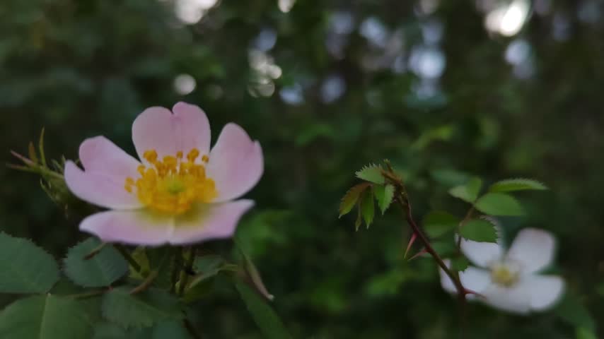 Purple flower swings through the air
