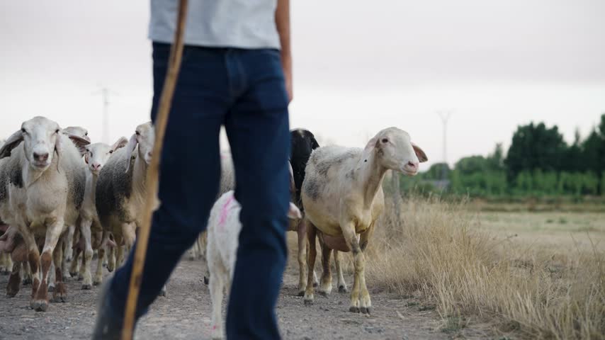 Flock of sheep with lambs following a shepherd holding a staff. Rural transhumance scene with livestock grazing on a country road