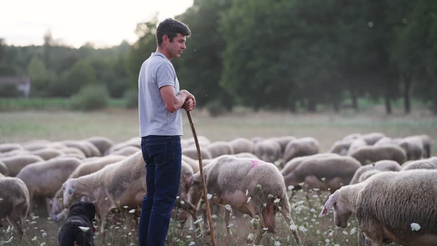 Young shepherd with his faithful dog watching over a large flock of sheep grazing in a beautiful meadow full of wildflowers at sunset