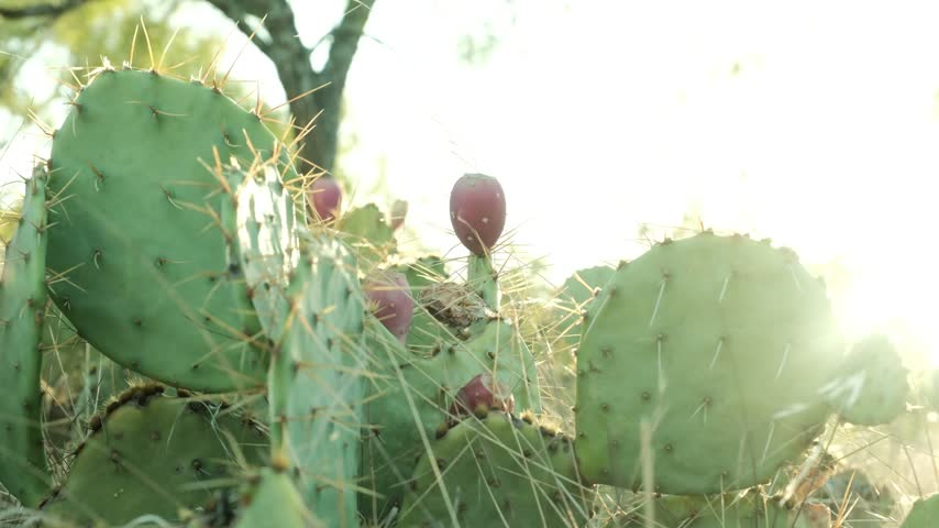 Prickly pear cactus with fruit closeup